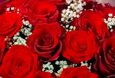 Red Rose and Gyp Aqua Box