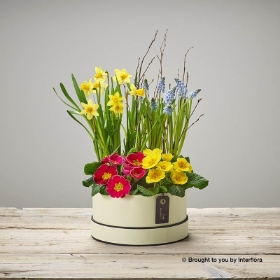 Dazzling Mixed Planted Hatbox