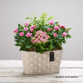 Mothers Day Pink Planted Basket