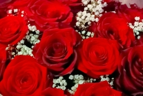Red Rose and Gyp Aqua Box